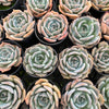 [PACK of 10 PLANTS] x Echeveria Rosanna ( Echeveria colorata x lauii )