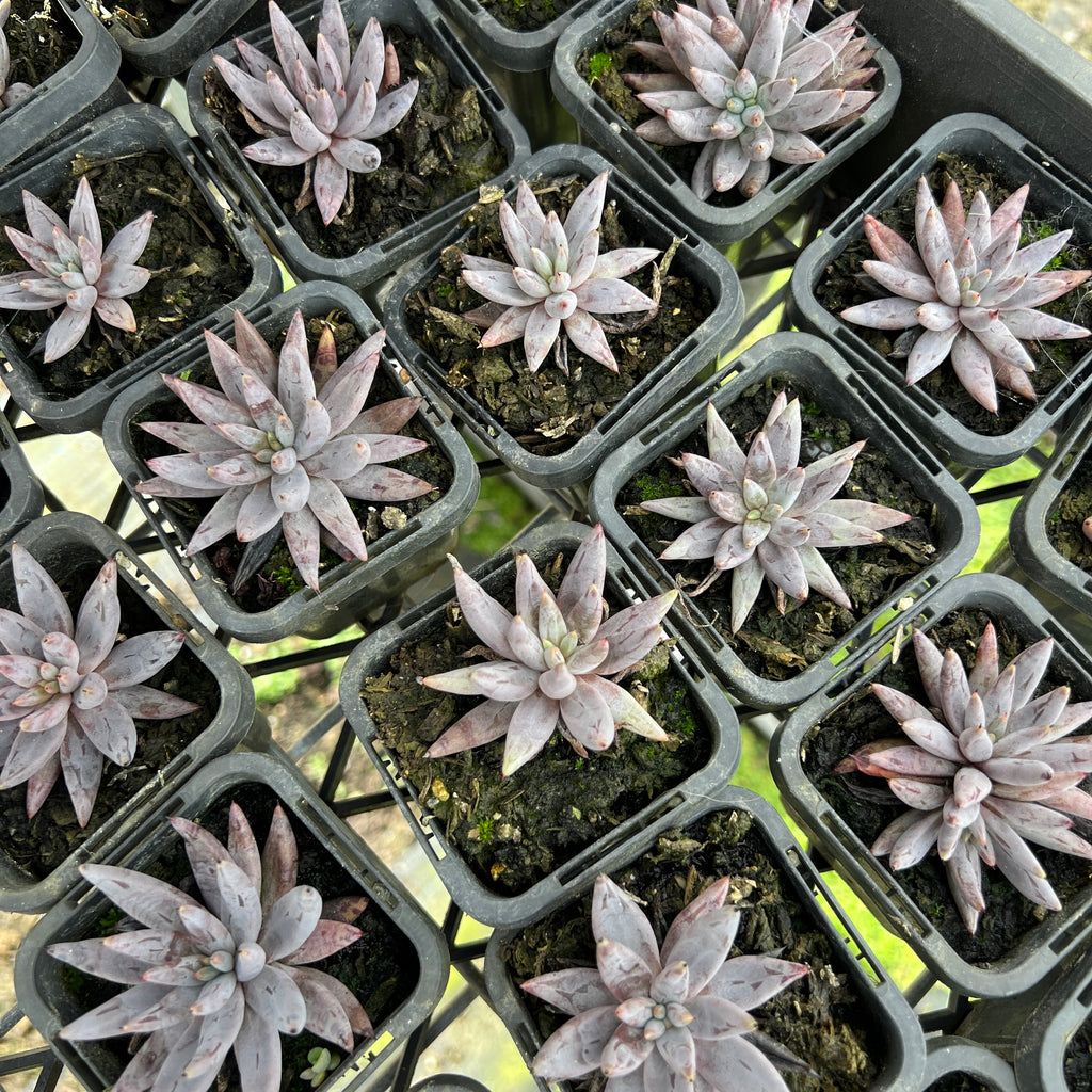 [PACK of 10 PLANTS] x Echeveria unguiculata