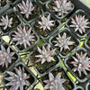[PACK of 10 PLANTS] x Echeveria unguiculata