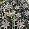 [PACK of 10 PLANTS] x Echeveria unguiculata