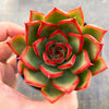 [20 CUTTINGS PACK] x  Echeveria 'Benimusume'