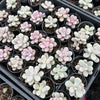 [PACK of 10 PLANTS] x  Graptopetalum Amethystinum (Lavender Pebbles)