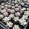 [PACK of 10 PLANTS] x  Graptopetalum Amethystinum (Lavender Pebbles)