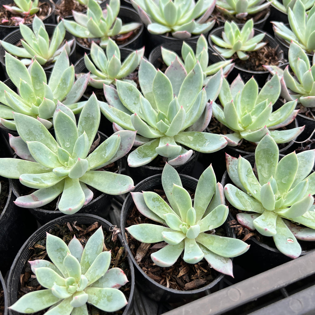[PACK of 10 PLANTS] x Echeveria 'Cleone'