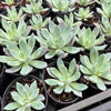 [PACK of 10 PLANTS] x Echeveria 'Cleone'