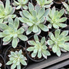 [PACK of 10 PLANTS] x Echeveria 'Cleone'