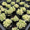 [WHOLESALE] PACK of 10 PLANTS x Cotyledon Tomentosa 'Bear's Paws' variegata (WHITE VARIEGATED)