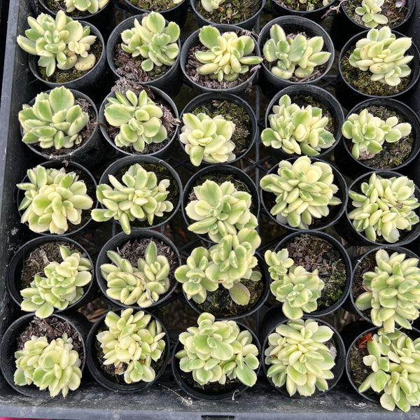 [PACK of 10 PLANTS] x Cotyledon Tomentosa 'Bear's Paws' variegata (WHITE VARIEGATED)