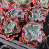 [PACK of 10 PLANTS] x Echeveria 'Verrugas'