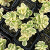 [WHOLESALE] PACK of 10 PLANTS x Cotyledon Tomentosa 'Bear's Paws' variegata (WHITE VARIEGATED)