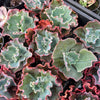 [PACK of 10 PLANTS] x Echeveria 'Verrugas'