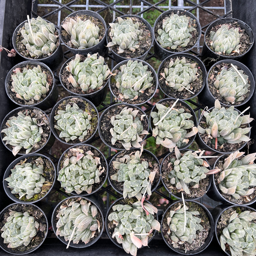 [WHOLESALE] PACK of 10 PLANTS x  Haworthia cooperi 'Silver Swirls'