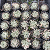 [PACK of 10 PLANTS] x  Haworthia cooperi 'Silver Swirls'