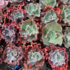 [PACK of 10 PLANTS] x Echeveria 'Verrugas'