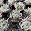 [PACK of 10 PLANTS] x  Haworthia cooperi 'Silver Swirls'