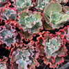 [PACK of 10 PLANTS] x Echeveria 'Verrugas'