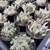 [PACK of 10 PLANTS] x  Haworthia cooperi 'Silver Swirls'