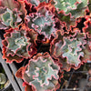 [PACK of 10 PLANTS] x Echeveria 'Verrugas'