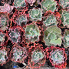 [PACK of 10 PLANTS] x Echeveria 'Verrugas'