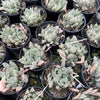 [WHOLESALE] PACK of 10 PLANTS x  Haworthia cooperi 'Silver Swirls'