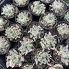 [WHOLESALE] PACK of 10 PLANTS x  Haworthia cooperi 'Silver Swirls'