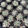 [PACK of 10 PLANTS] x  Haworthia cooperi 'Silver Swirls'