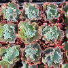 [PACK of 10 PLANTS] x Echeveria 'Verrugas'