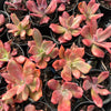 [PACK of 10 PLANTS] x Echeveria 'Diamond State' Variegated
