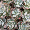 [PACK of 10 PLANTS] x Echeveria Heart Delight