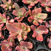 [PACK of 10 PLANTS] x Echeveria 'Diamond State' Variegated