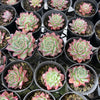[PACK of 10 PLANTS] x Echeveria 'Party Queen' (KRF)