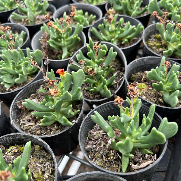 Rhombophyllum dolabriforme