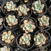 [PACK of 10 PLANTS] x Graptosedum miul