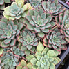 [WHOLESALE] PACK of 10 PLANTS x Echeveria 'Riga'