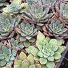 [PACK of 10 PLANTS] x Echeveria 'Riga'
