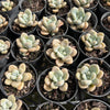 [PACK of 10 PLANTS] x Graptosedum miul