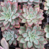 [PACK of 10 PLANTS] x Echeveria 'Riga'