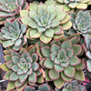 [PACK of 10 PLANTS] x Echeveria 'Riga'