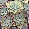 [WHOLESALE] PACK of 10 PLANTS x Echeveria 'Riga'