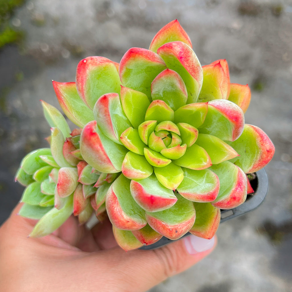 iceberg succulent Echeveria 'Iceberg Queen'