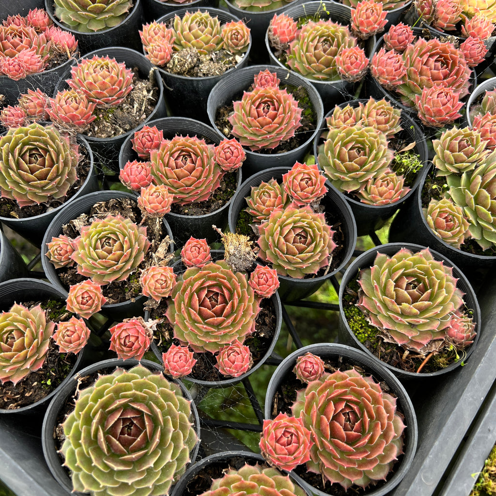 [PACK of 10 PLANTS] x  Sempervivum 'More Honey'
