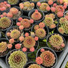 [PACK of 10 PLANTS] x  Sempervivum 'More Honey'