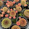 [PACK of 10 PLANTS] x  Sempervivum 'More Honey'