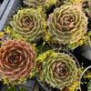 [PACK of 10 PLANTS] x  Sempervivum 'More Honey'