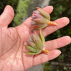 Echeveria peacockii x setosa var. secunda (1 x CUTTING)