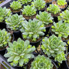 [PACK of 10 PLANTS] x Sempervivum 'Atlanticum' (CLUSTER)