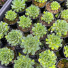 [PACK of 10 PLANTS] x Sempervivum 'Atlanticum' (CLUSTER)