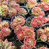 [PACK of 10 PLANTS] x Sempervivum 'Skrocki's Beauty'