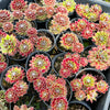 [PACK of 10 PLANTS] x Sempervivum 'Skrocki's Beauty'