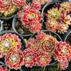 [PACK of 10 PLANTS] x Sempervivum 'Skrocki's Beauty'